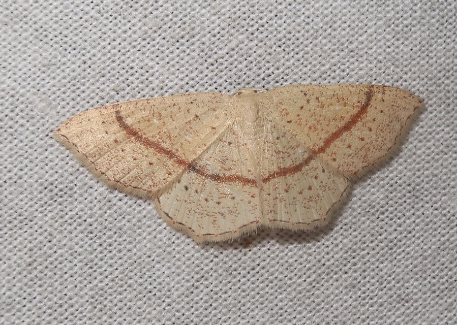 Cyclophora quercimontaria - tölgy-pettyesaraszoló