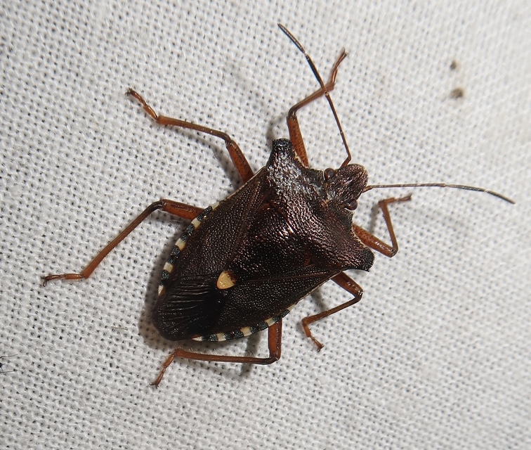 Pentatoma rufipes - vöröslábú címerespoloska Pentatoma rufipes - vöröslábú címerespoloska
