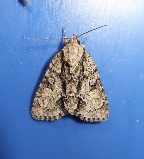 Acronicta strigosa - kis szigonyosbagoly