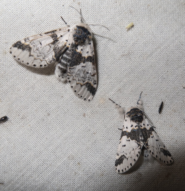 Furcula bicuspis - apáca-púposszövő