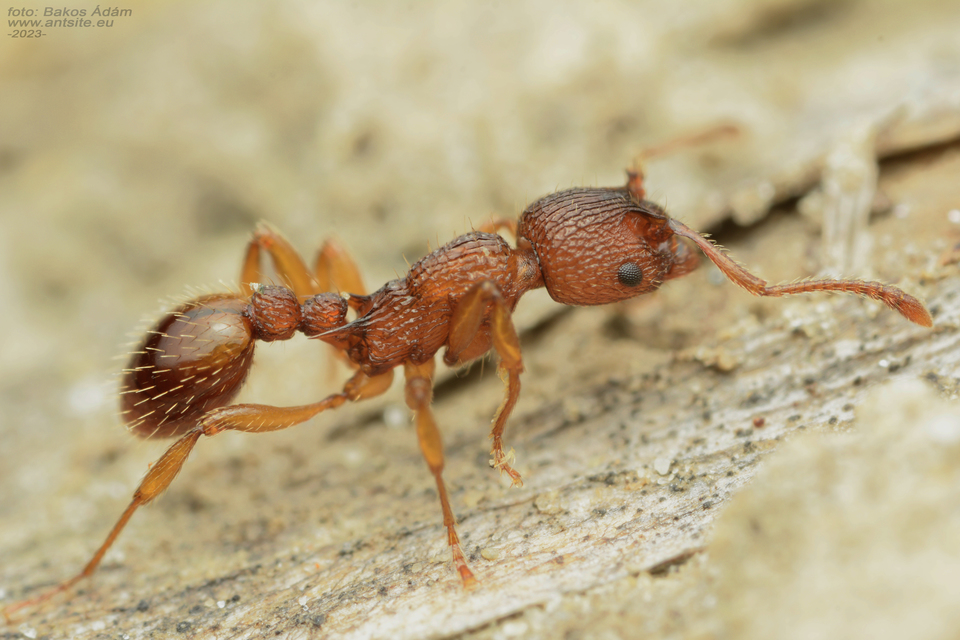Myrmica sabuleti - gyakori bütyköshangya