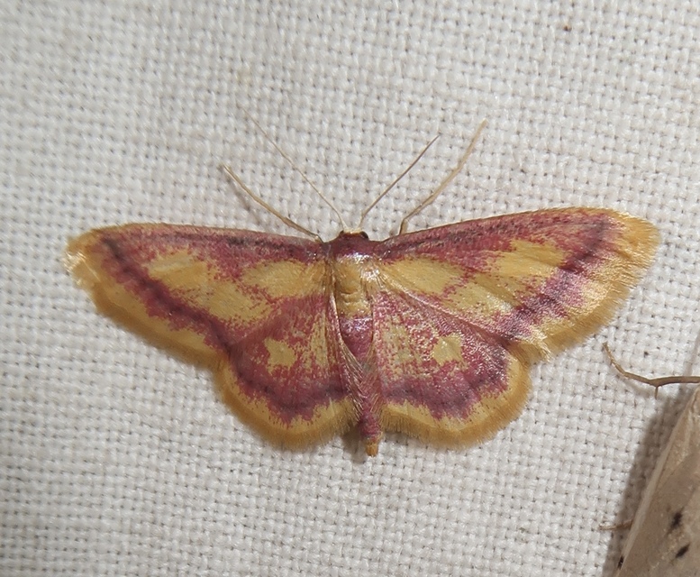 Idaea muricata - mocsári pirosaraszoló