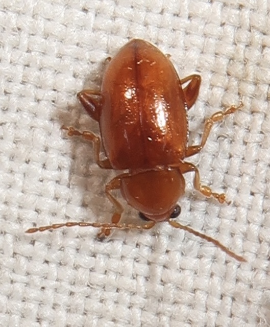 Neocrepidodera