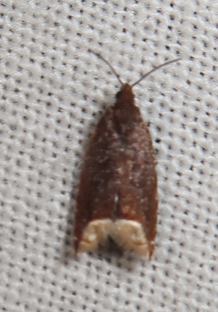 Ancylis selenana - sötét horgasmoly