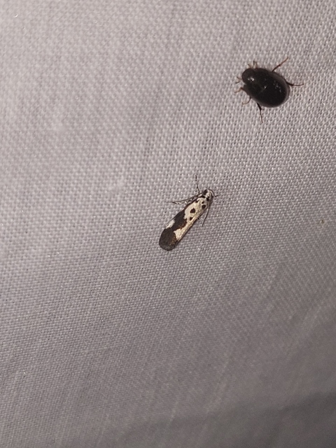 Ethmia quadrillella - gyászos feketemoly