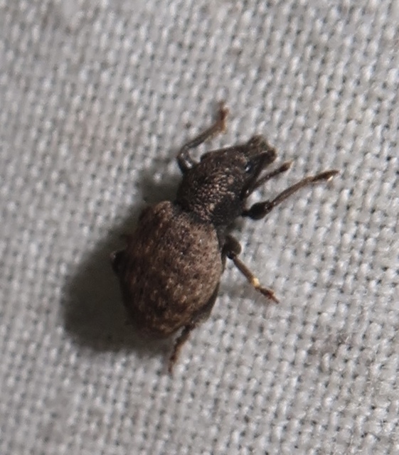 Otiorhynchus raucus - molyhos gyalogormányos