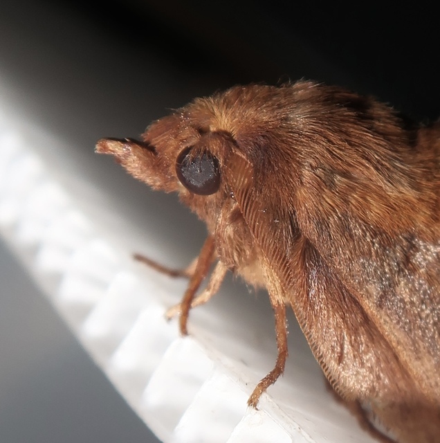 Euthrix potatoria - szomjas pohók