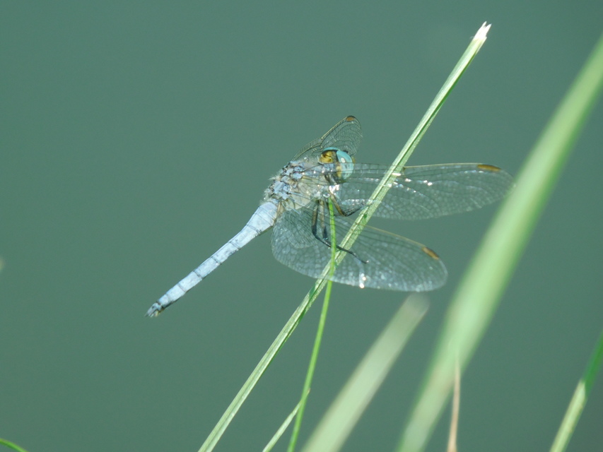 Orthetrum coerulescens - karcsú pásztorszitakötő