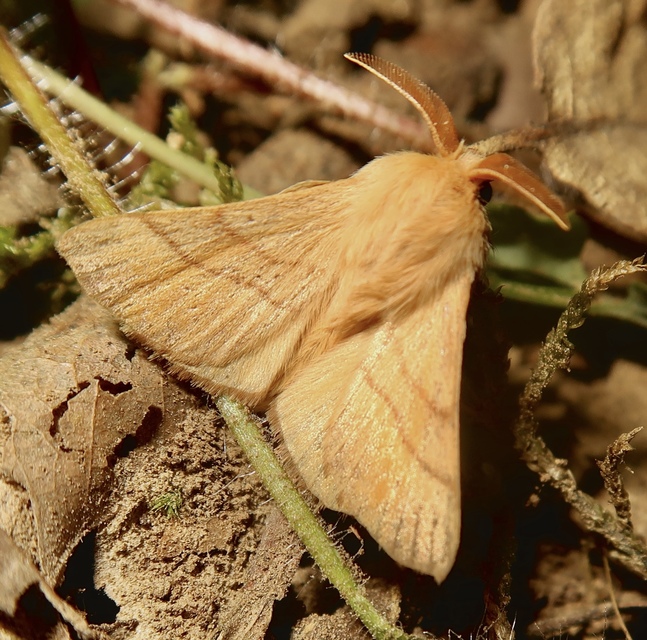 Malacosoma neustria - gyűrűsszövő