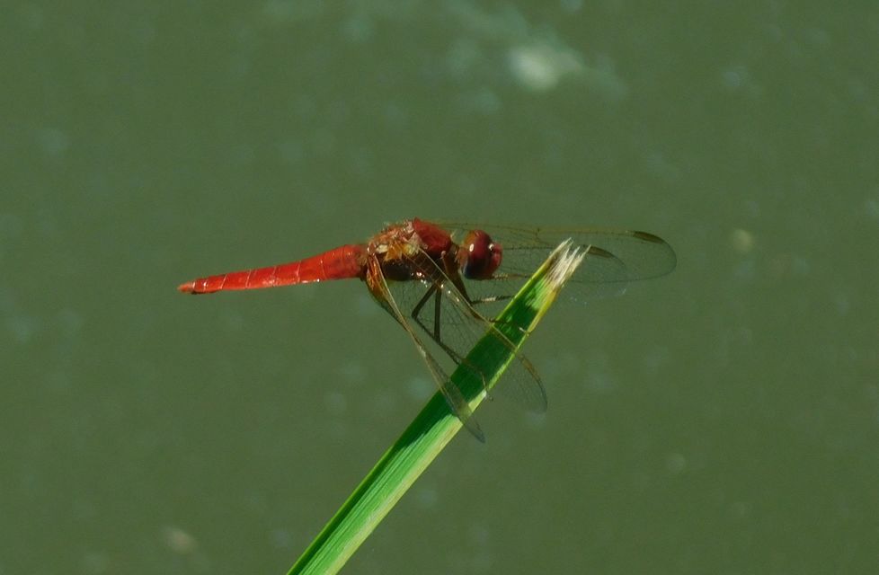 Crocothemis erythraea - skarlát szitakötő