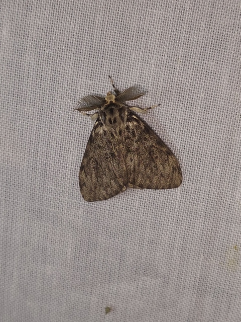 Lymantria monacha - apácalepke
