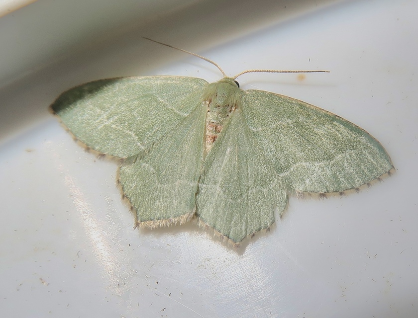 Hemithea aestivaria - nyír-zöldaraszoló