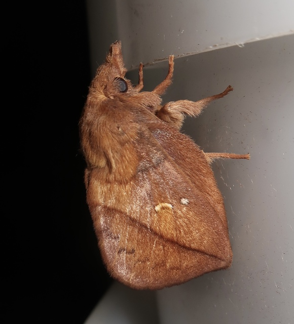 Euthrix potatoria - szomjas pohók