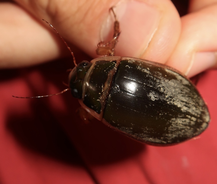 Dytiscus marginalis - szegélyes csíkbogár