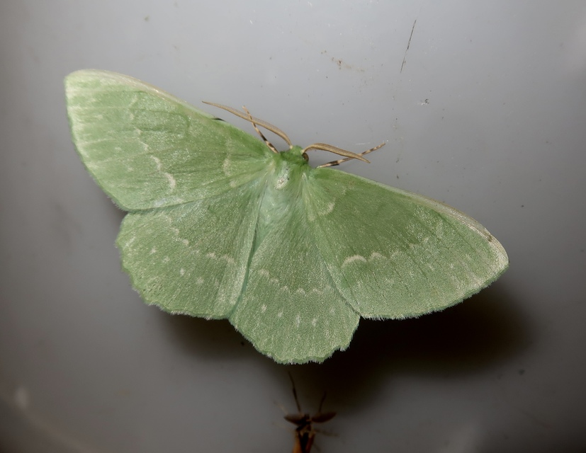 Geometra papilionaria - nagy zöldaraszoló