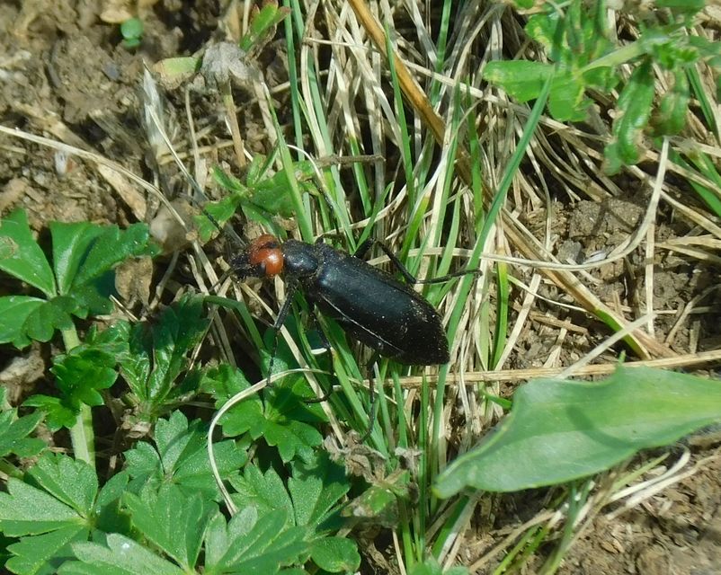 Epicauta rufidorsum - hollóbogár