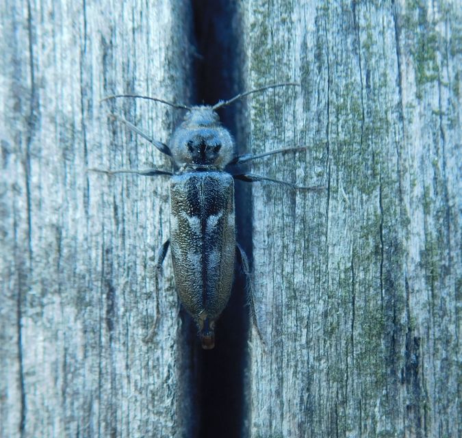Hylotrupes bajulus - házicincér