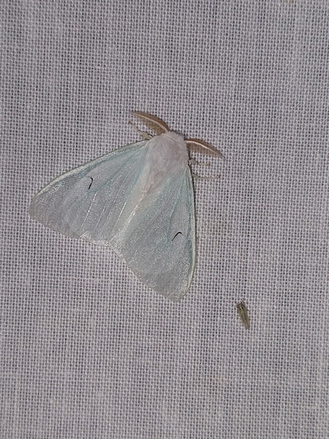 Arctornis l-nigrum - L-betűs gyapjaslepke