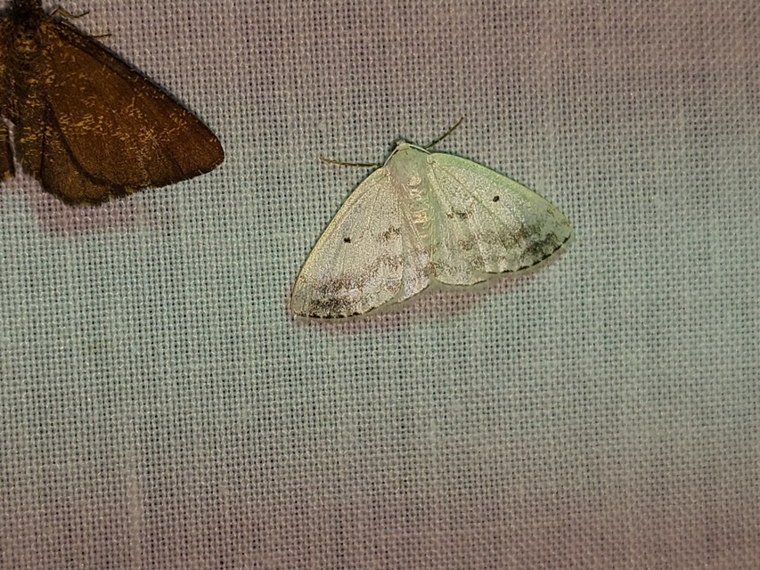 Lomographa temerata - foltos fehéraraszoló
