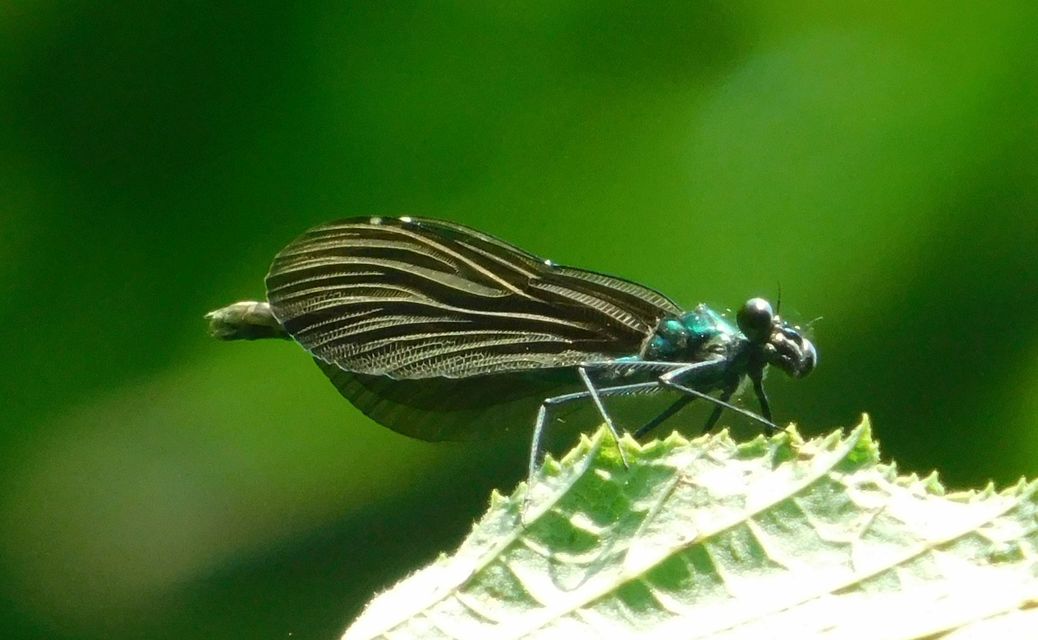 Calopteryx virgo - kisasszony-szitakötő