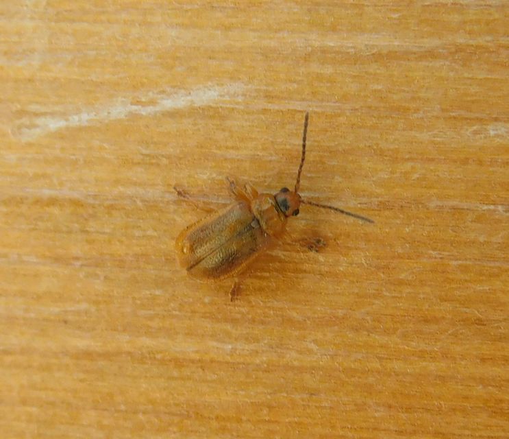 Lochmaea crataegi - galagonya-olajosbogár