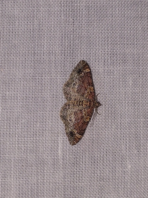 Xanthorhoe spadicearia - sávos tarkaaraszoló
