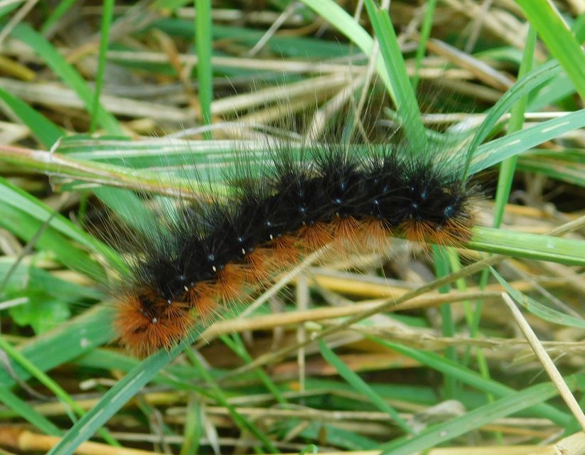 Arctia caja - közönséges medvelepke