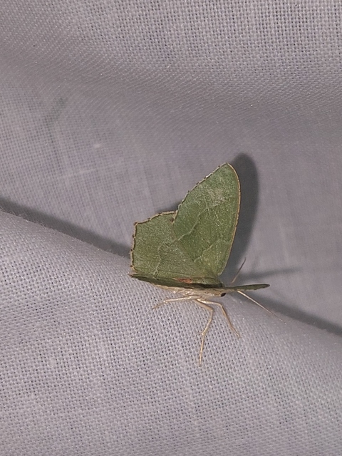 Hemithea aestivaria - nyír-zöldaraszoló