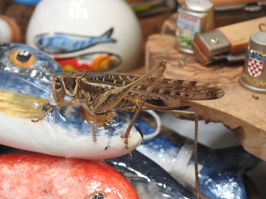 Decticus