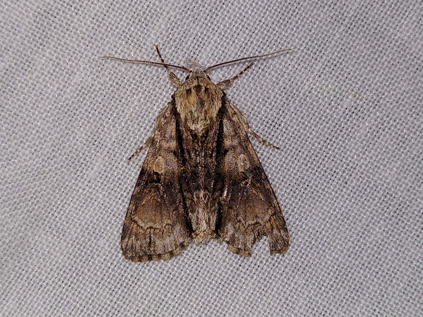 Acronicta alni - éger-szigonyosbagoly