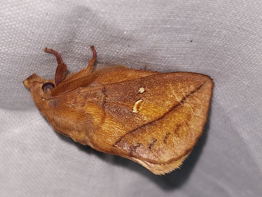 Euthrix potatoria - szomjas pohók