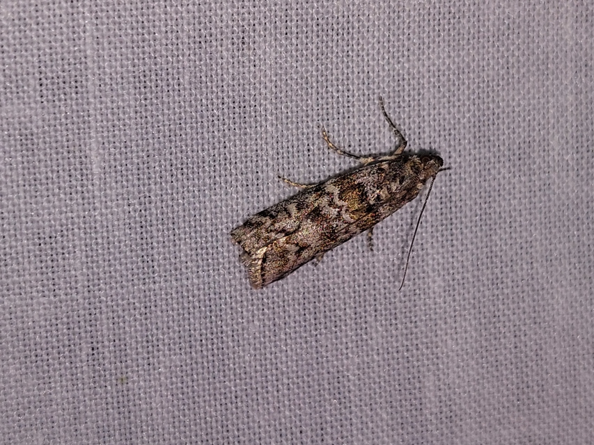 Dioryctria