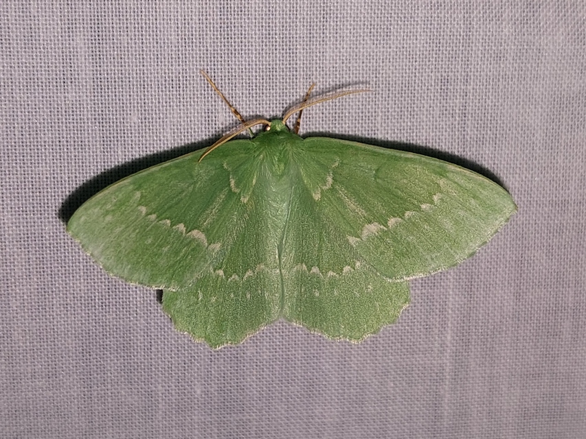 Geometra papilionaria - nagy zöldaraszoló