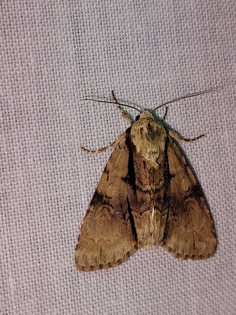 Acronicta alni - éger-szigonyosbagoly