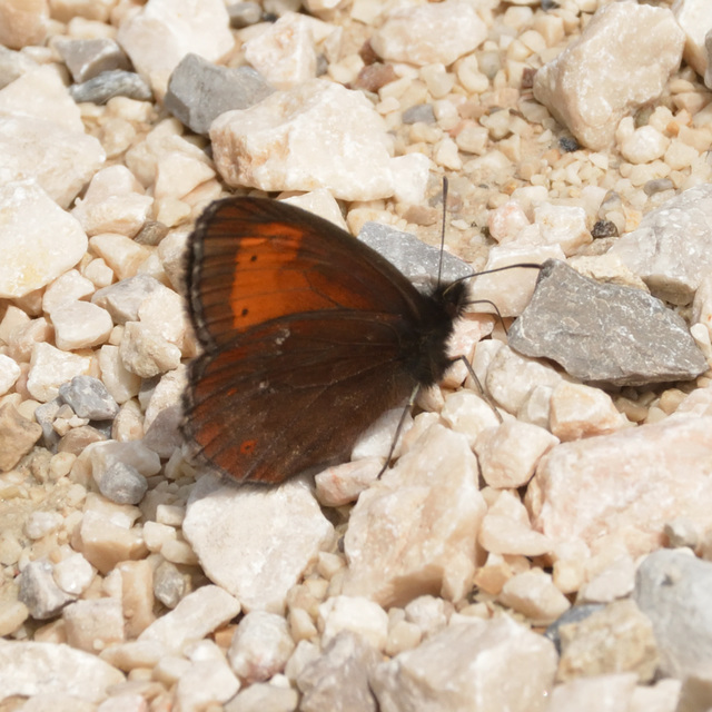 Erebia euryale