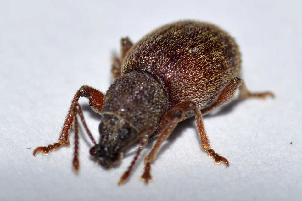 Otiorhynchus smreczynskii - zömök gyalogormányos