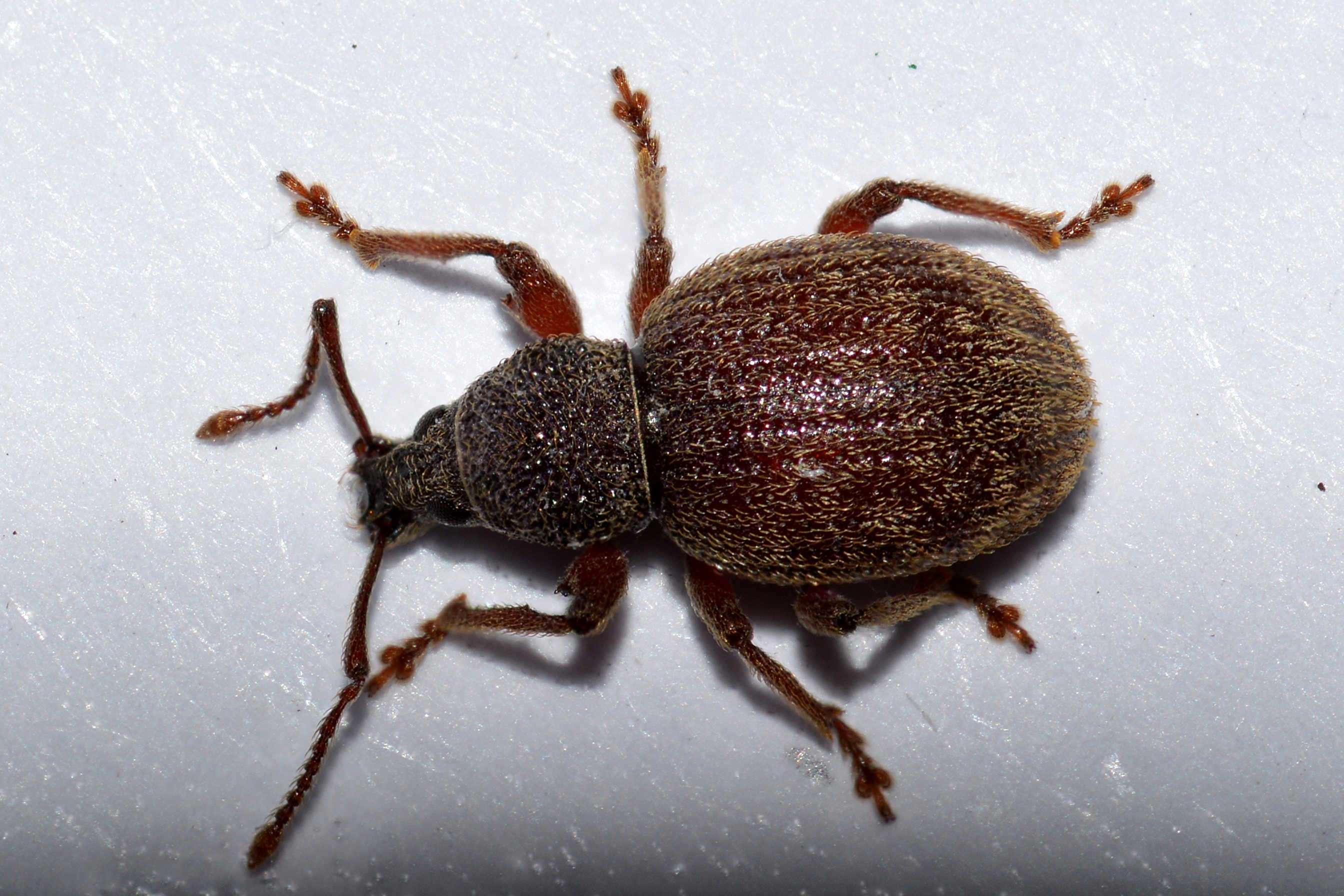 Otiorhynchus smreczynskii - zömök gyalogormányos