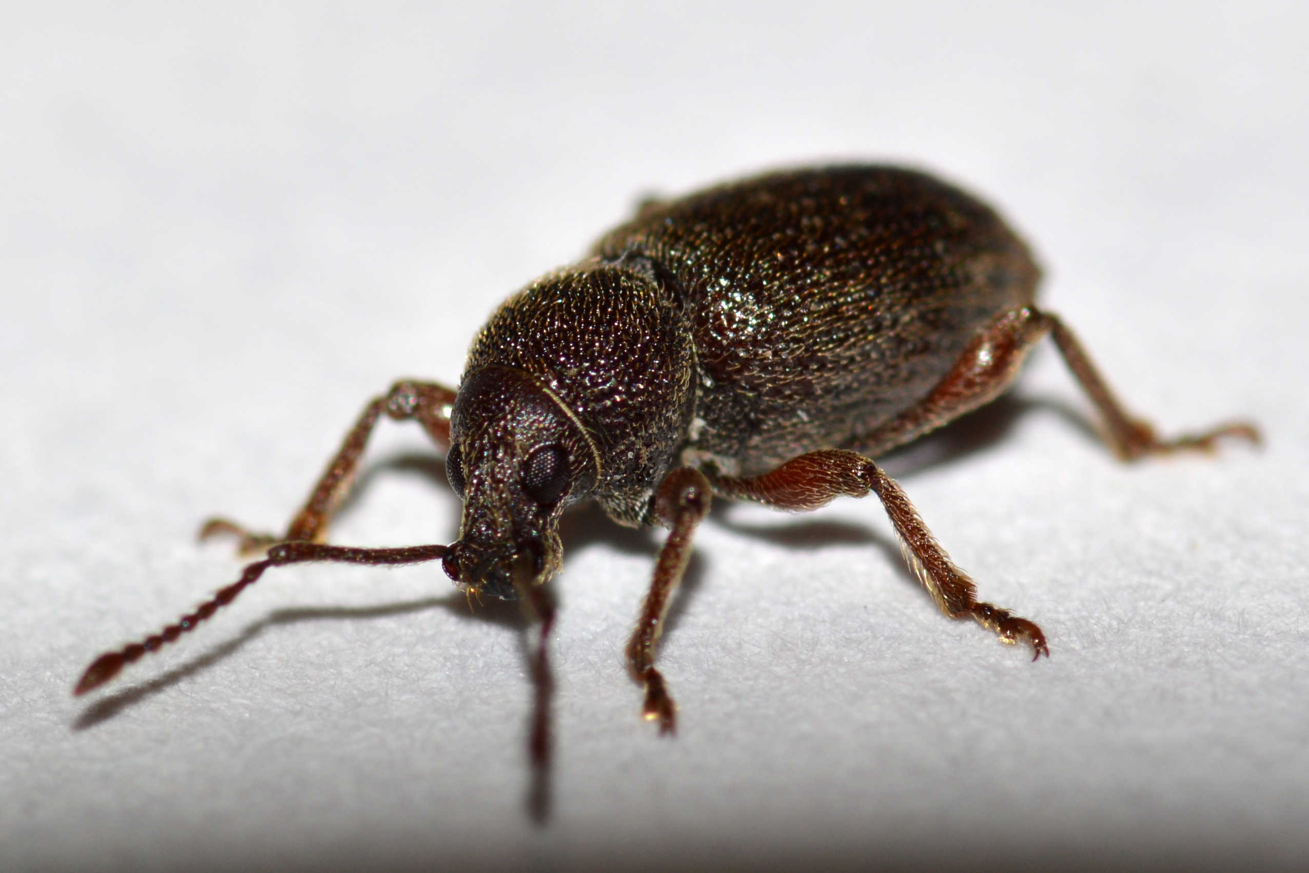 Otiorhynchus brunneus - barna gyalogormányos