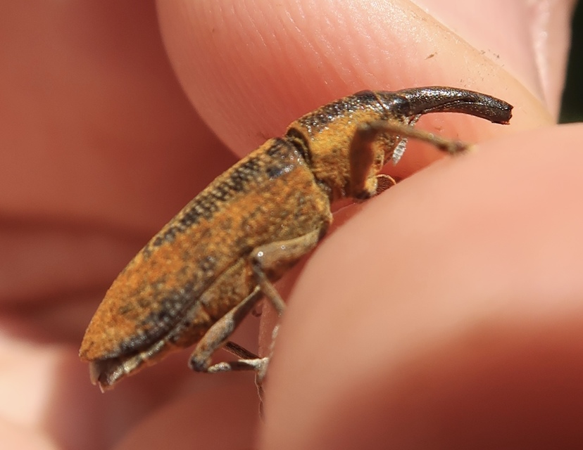 Lixus pulverulentus - mályvafúró dudvabarkó