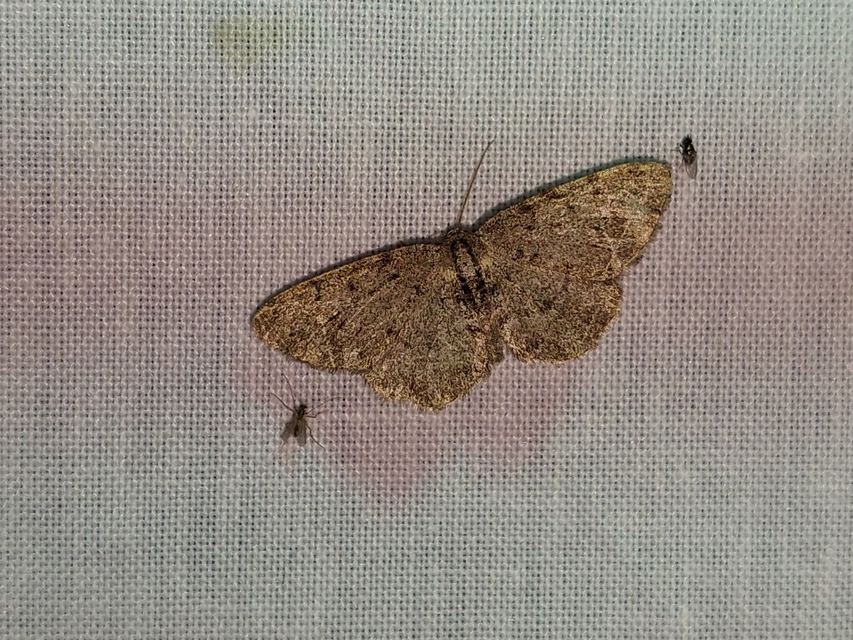 Aethalura punctulata - szürke égeraraszoló