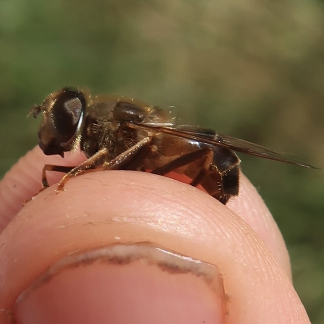 Eristalis pertinax - sárgalábfejű herelégy