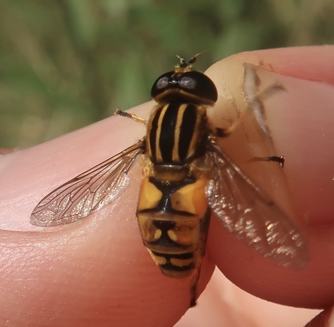 Helophilus pendulus - közönséges mocsárilégy