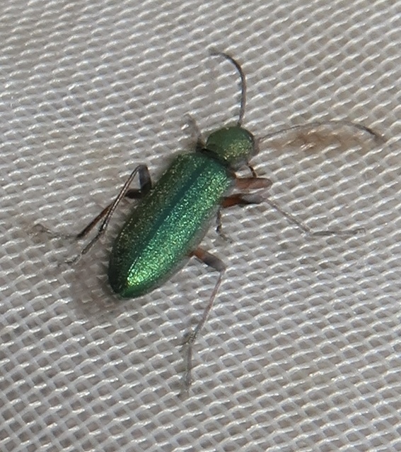 Chrysanthia geniculata - feketecsápú álcincér