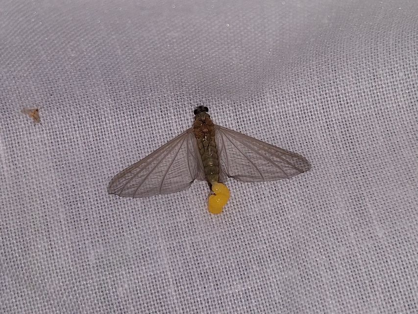 Oligoneuriella