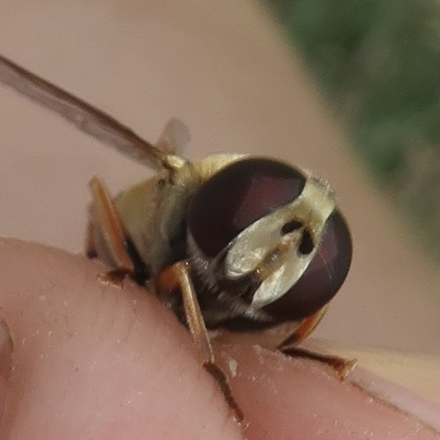 Helophilus trivittatus - nagy mocsárilégy