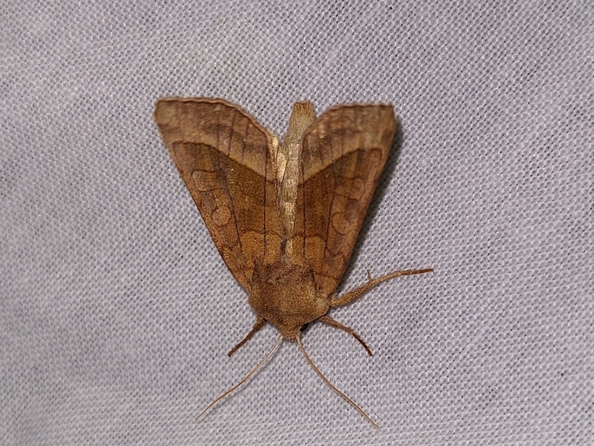 Hydraecia micacea - csillogó acsalapubagoly