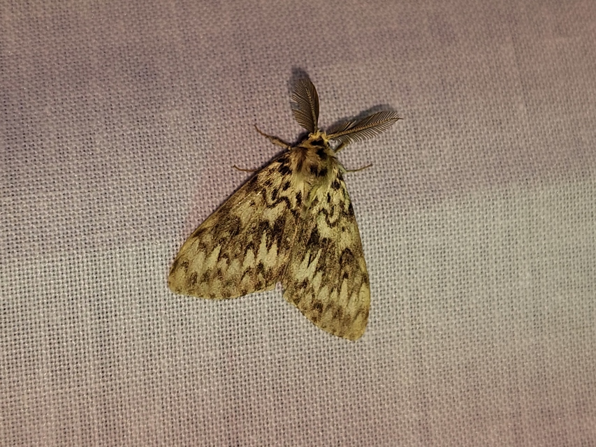 Lymantria monacha - apácalepke