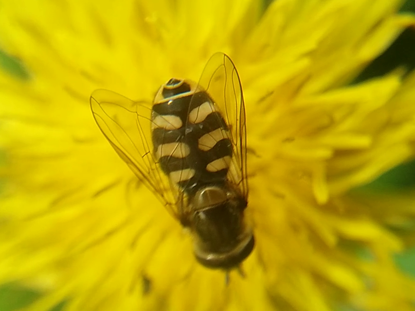 Eupeodes