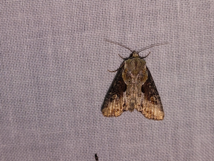 Lateroligia ophiogramma - harmatkása-dudvabagoly