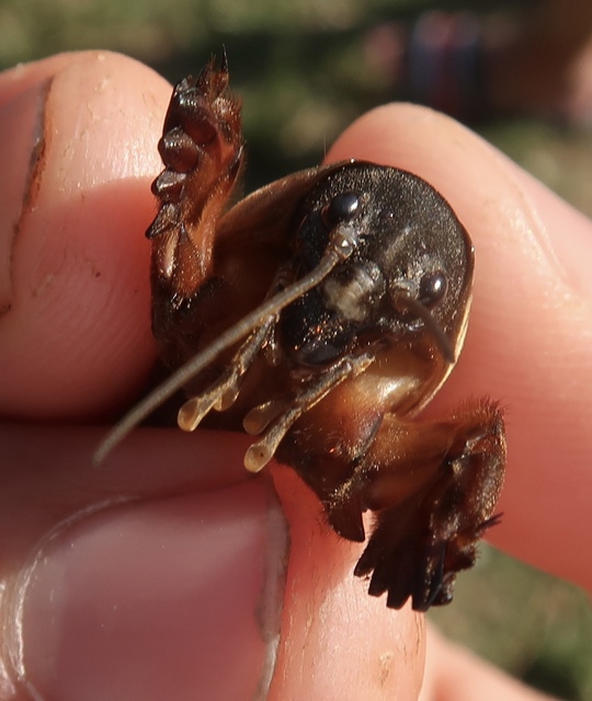 Gryllotalpa